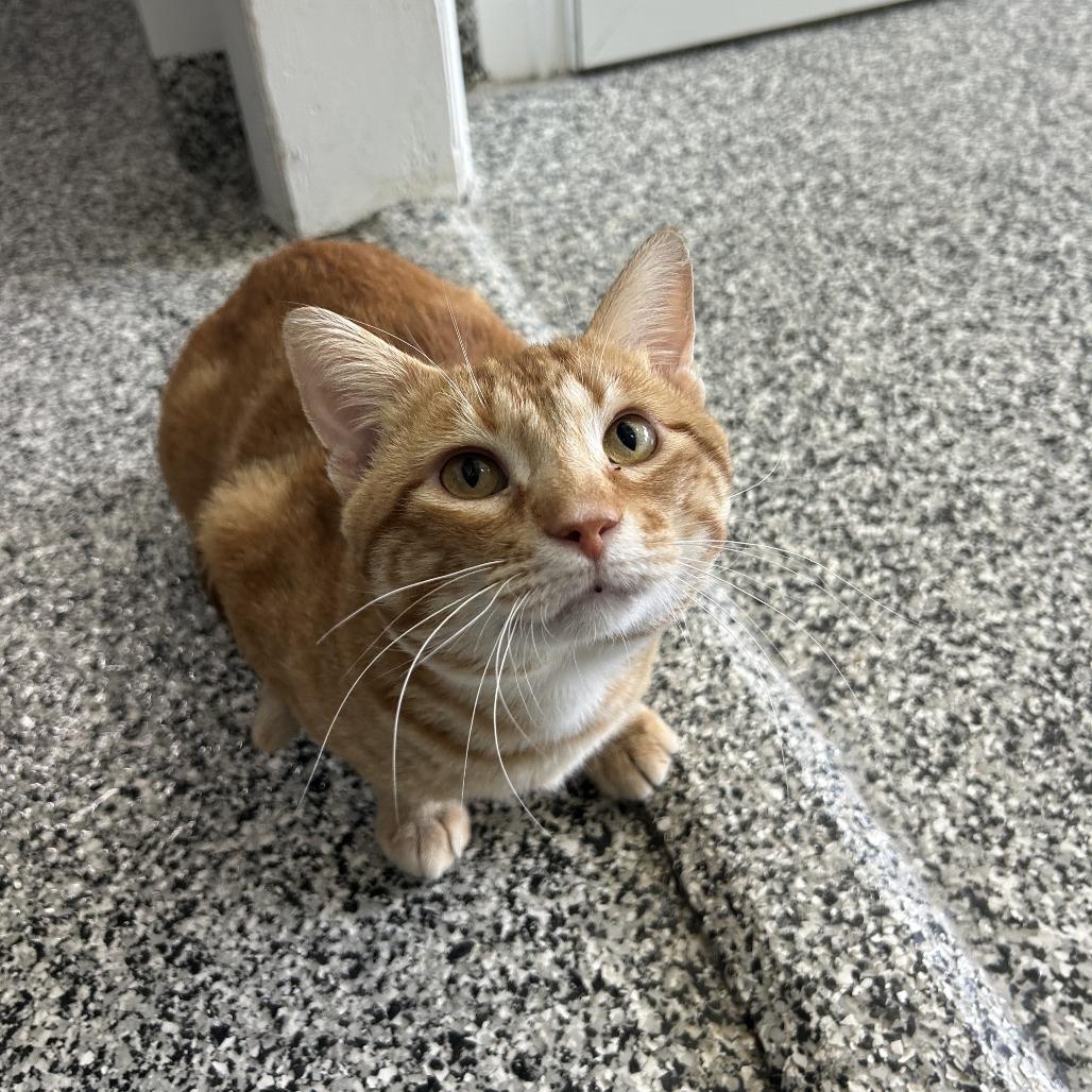 Cheddar, a Adoptable Domestic Short Hair in St. Louis, MO image 6/6