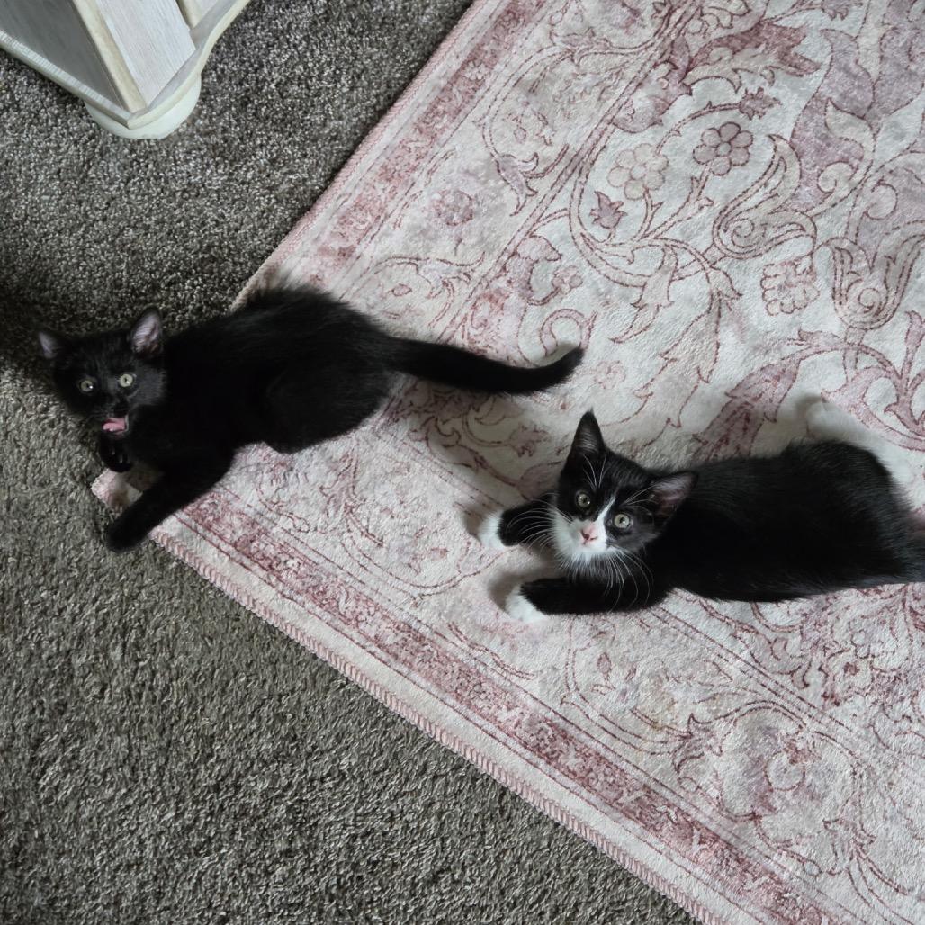Dottie, Adoptable, Kitten Female Domestic Short Hair.