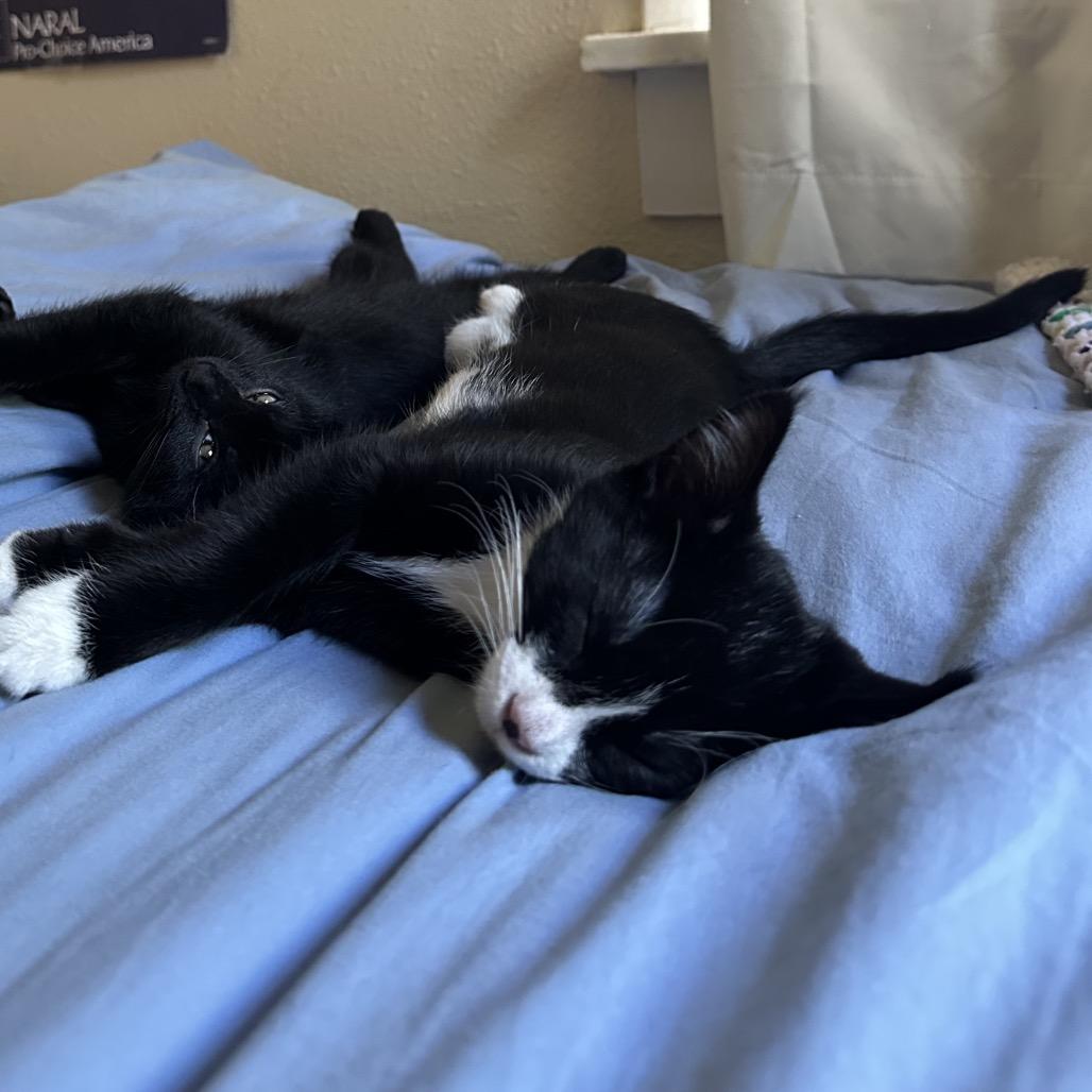 Enlarge Dottie, a Adoptable Domestic Short Hair in Fort Collins, CO image 4/6