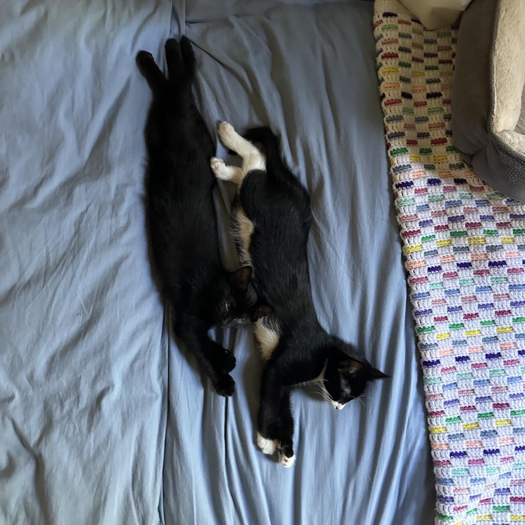 Enlarge Dottie, a Adoptable Domestic Short Hair in Fort Collins, CO image 5/6