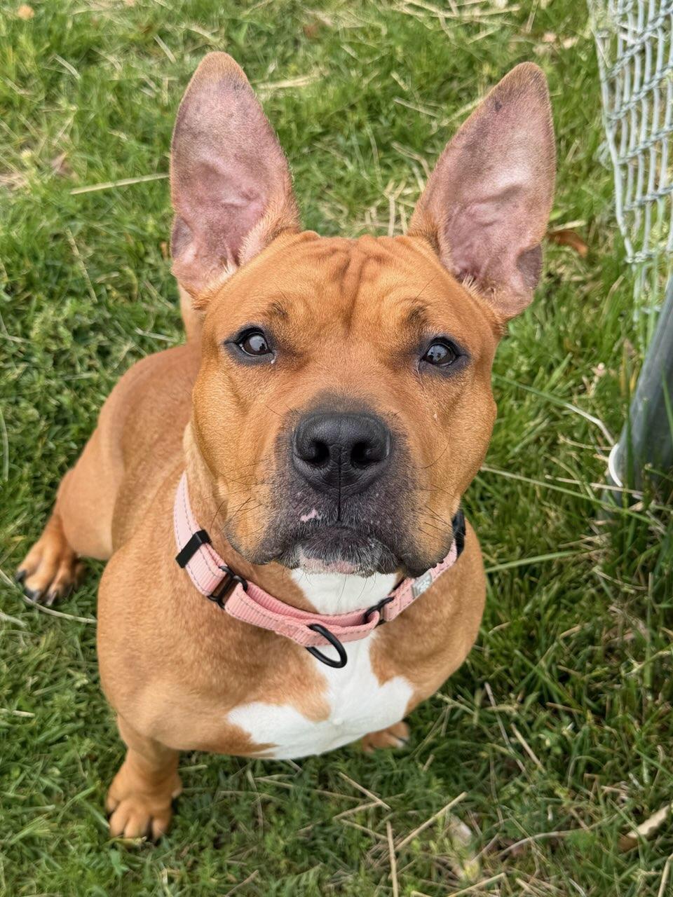 Enlarge Sahara (ID 51207/1353), an adoptable American Staffordshire Terrier in Manassas, VA image 2/2