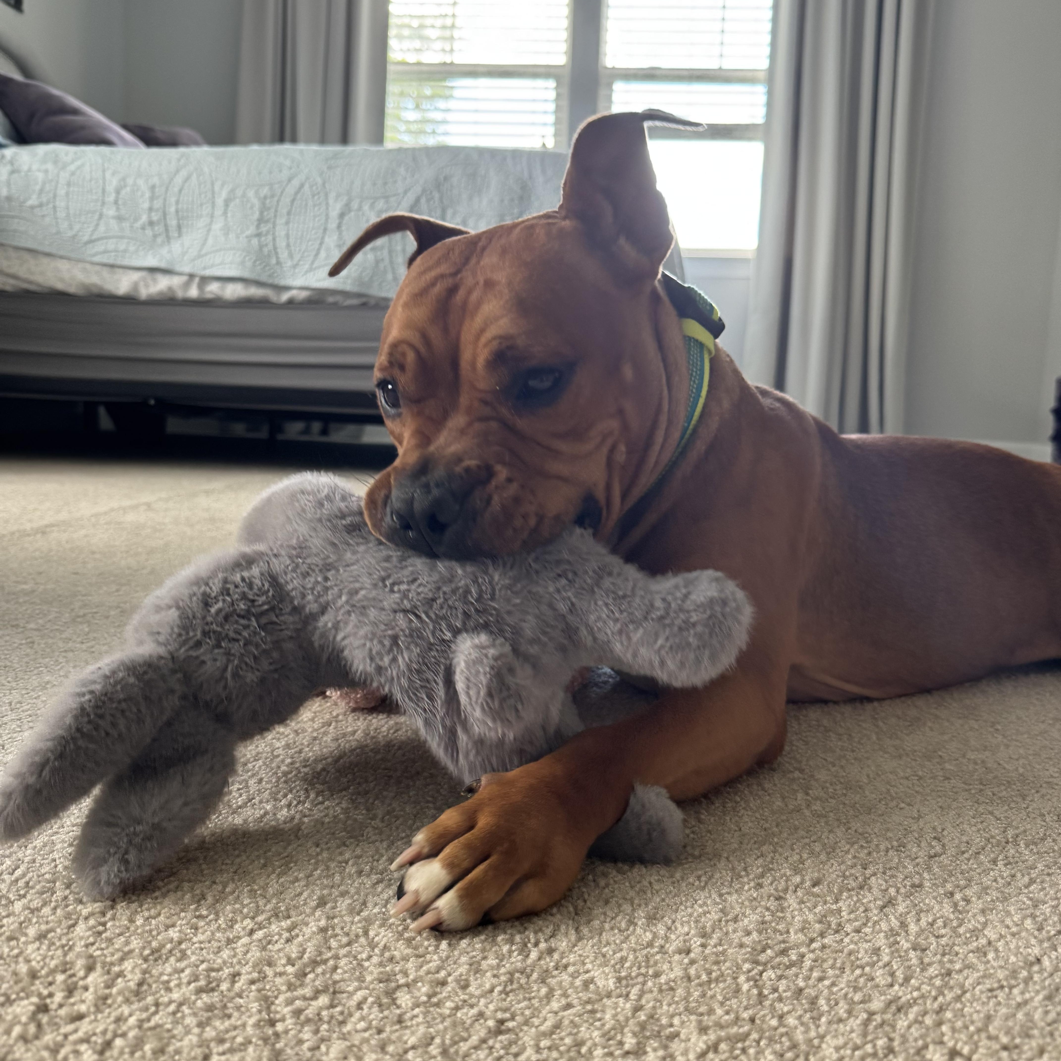 Enlarge Sahara (ID 51207/1353), an adopted American Staffordshire Terrier in Manassas, VA image 3/4