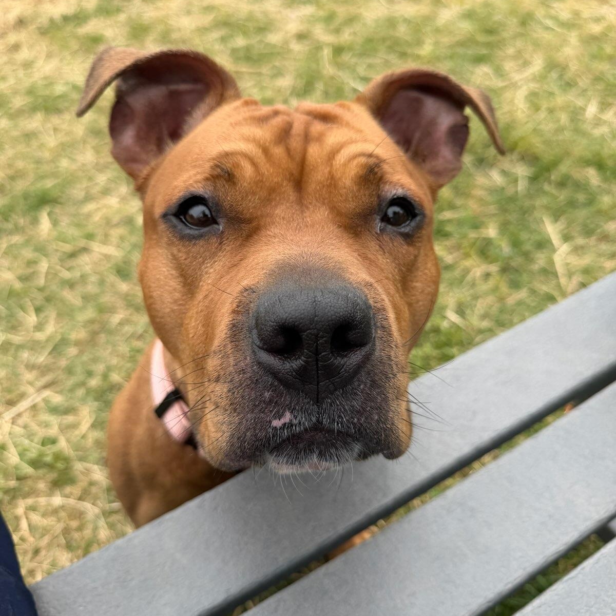Sahara (ID 51207/1353), adoptable, Adult Female American Staffordshire Terrier.
