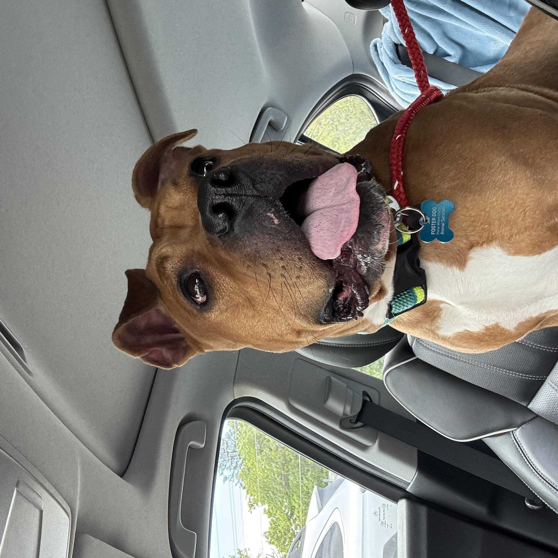 Enlarge Sahara (ID 51207/1353), an adopted American Staffordshire Terrier in Manassas, VA image 4/4