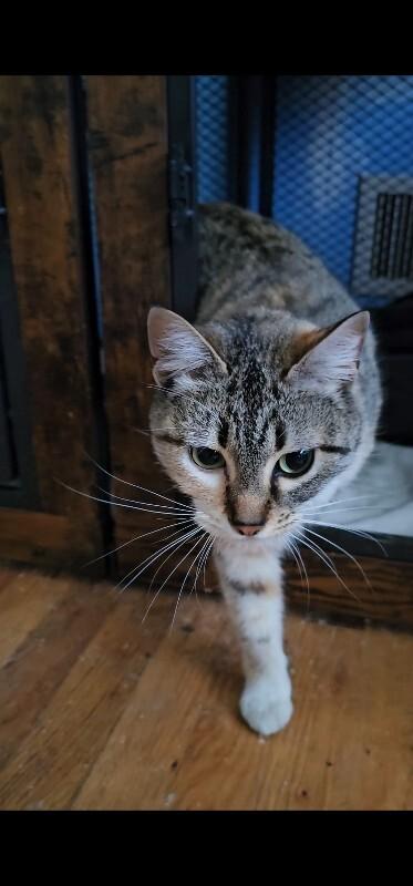 Daphne, Adoptable, Adult Female Tabby.