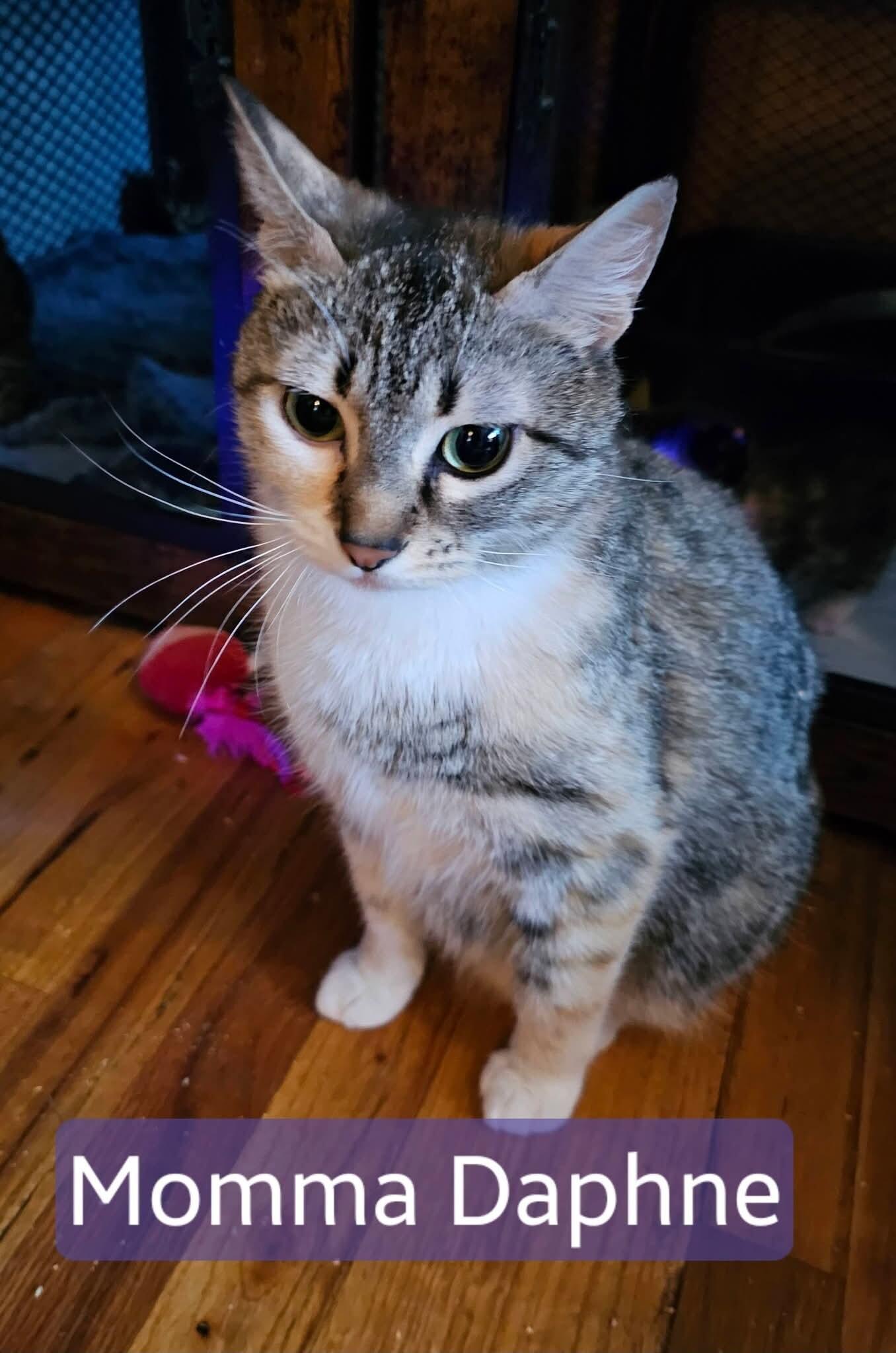 Enlarge Daphne, a Adoptable Tabby in Kennewick, WA image 2/4