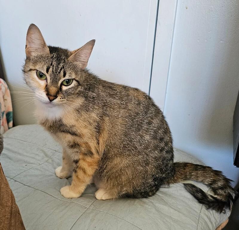 Enlarge Daphne, a Adoptable Tabby in Kennewick, WA image 3/4