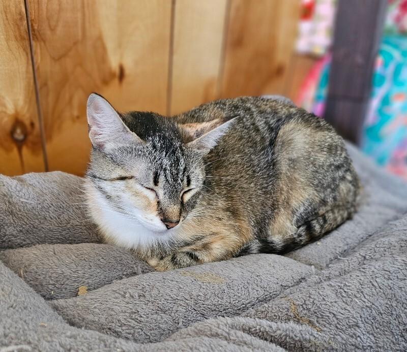 Enlarge Daphne, a Adoptable Tabby in Kennewick, WA image 4/4