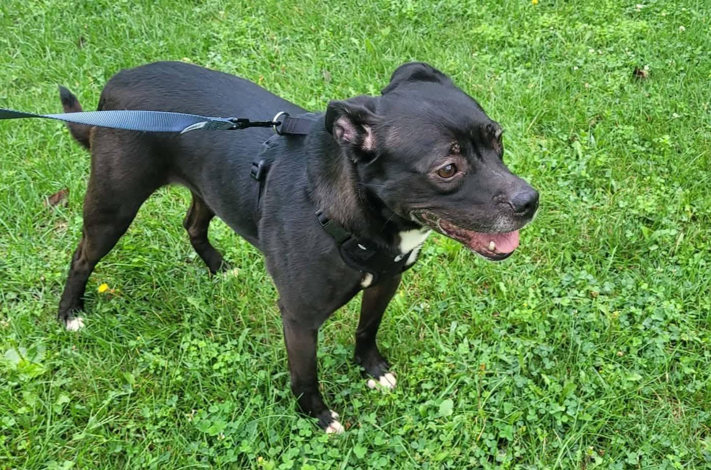Hannah, a ADOPTABLE mixed breed in St. Clairsville, OH image 2/2