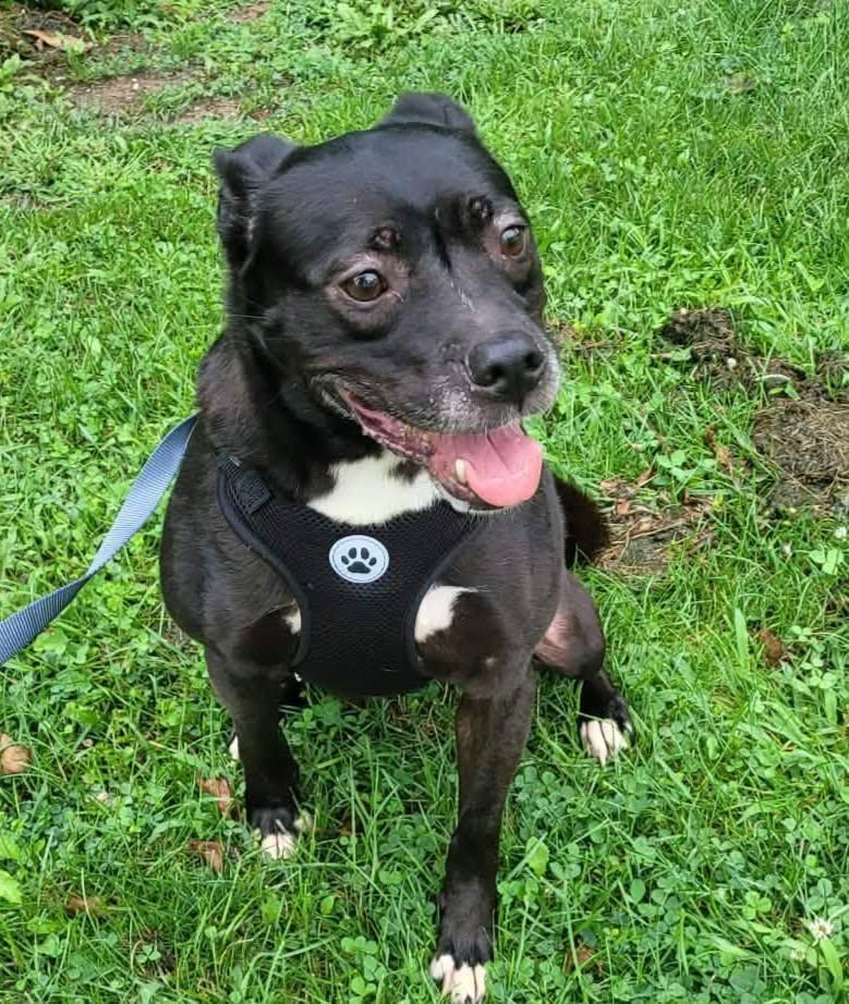 Hannah, ADOPTABLE, Adult Female Chihuahua.