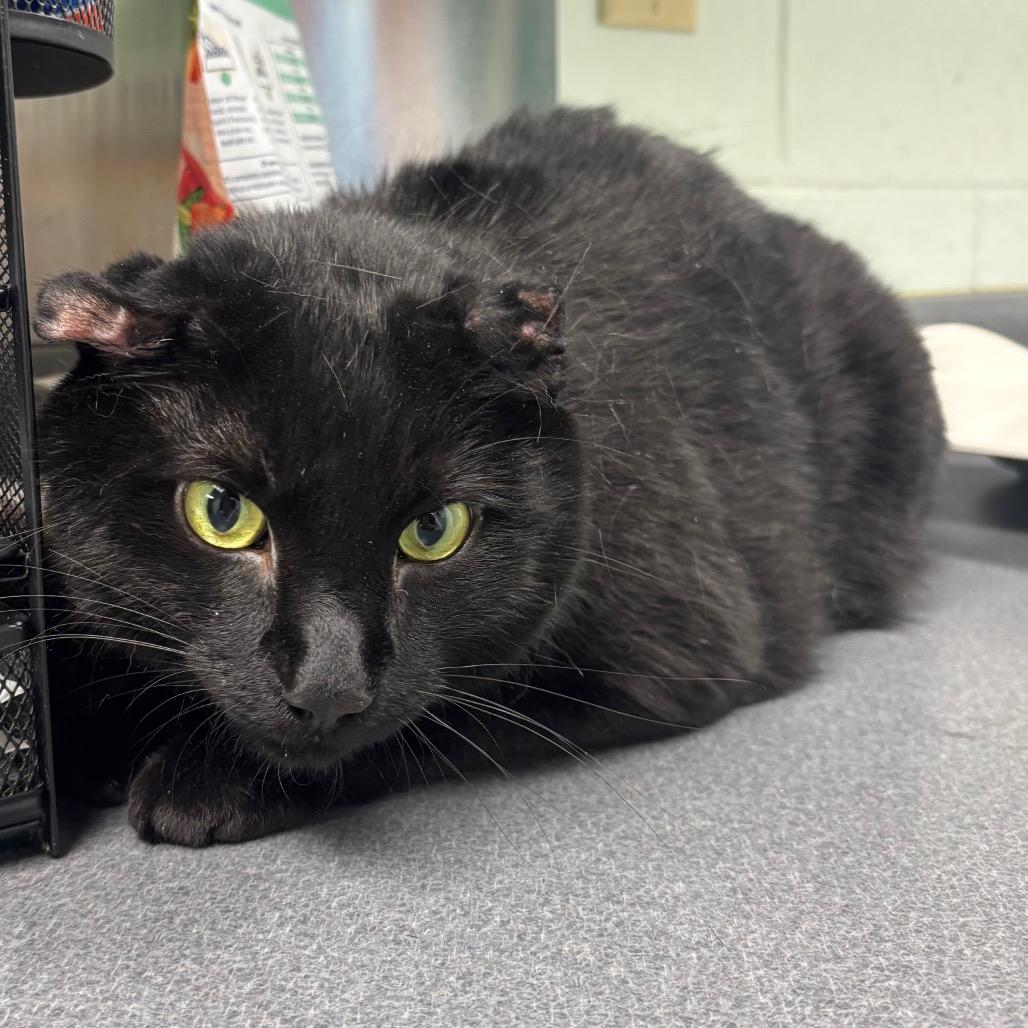 Enlarge Shadow, a Adoptable Domestic Short Hair in Waukesha, WI image 1/1
