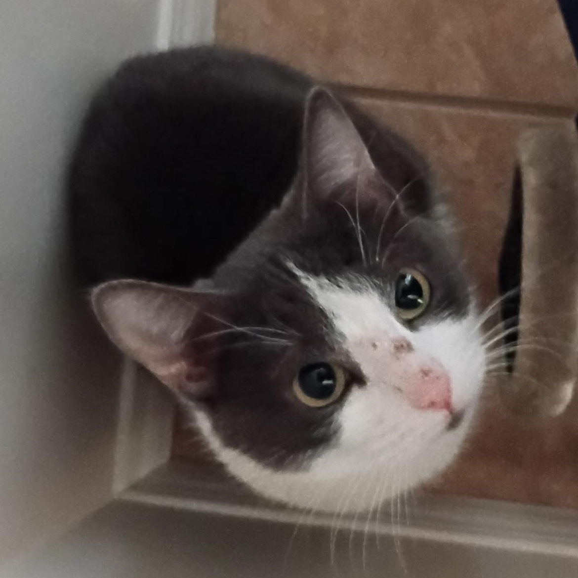 Enlarge Cady, a ADOPTABLE Domestic Short Hair in Edmonton, AB image 2/2