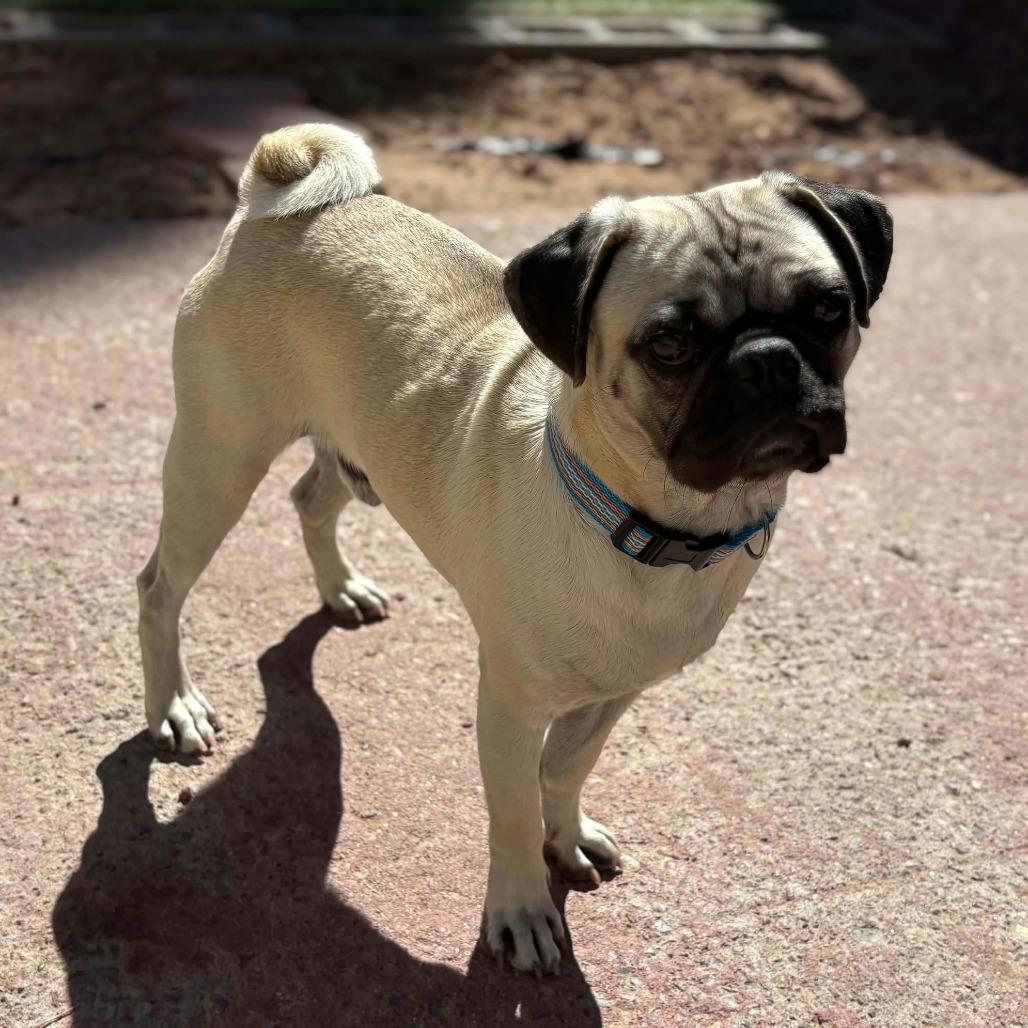 Enlarge Church, a Adoptable mixed breed in Las Cruces, NM image 1/4