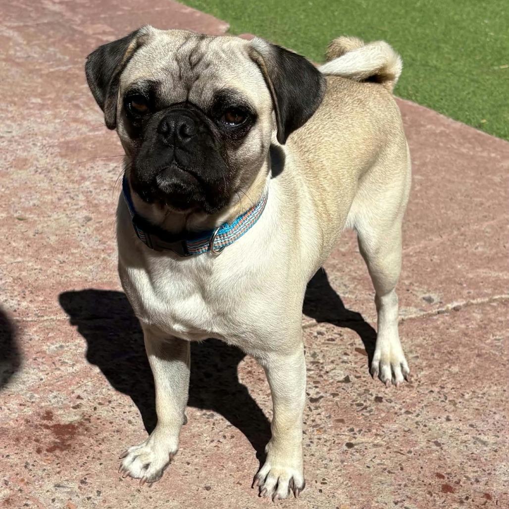 Enlarge Church, a Adoptable mixed breed in Las Cruces, NM image 2/4