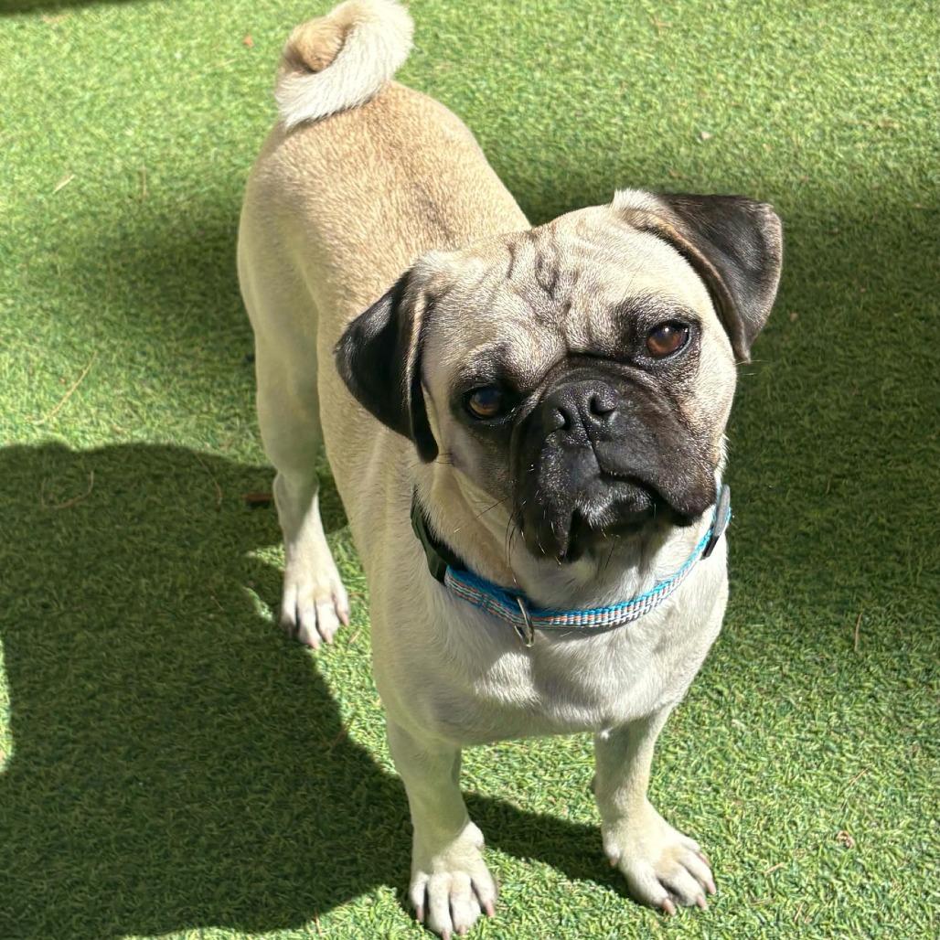 Enlarge Church, a Adoptable mixed breed in Las Cruces, NM image 3/4