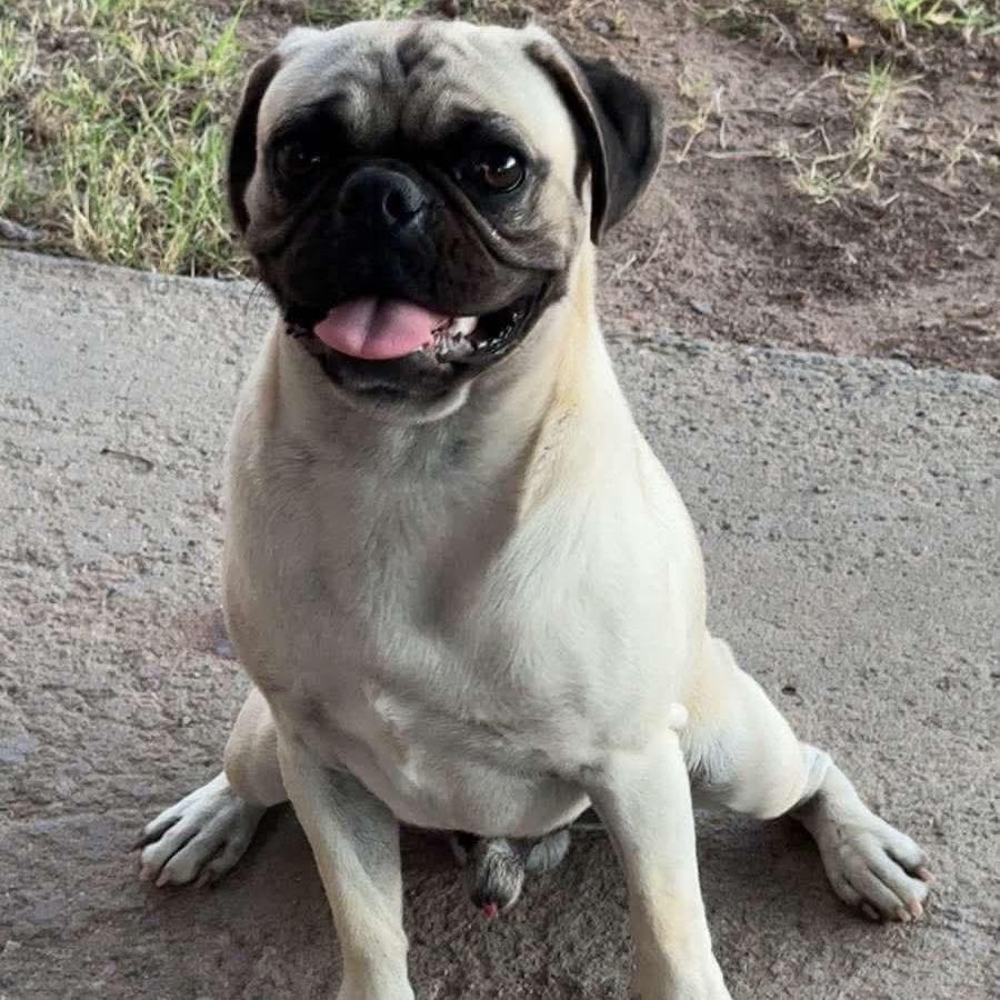 Enlarge Church, a Adoptable mixed breed in Las Cruces, NM image 4/4