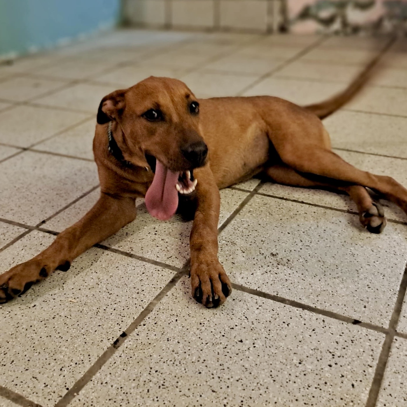 Dog for adoption CINNAMON, a Mixed Breed in canovanas, PR Petfinder