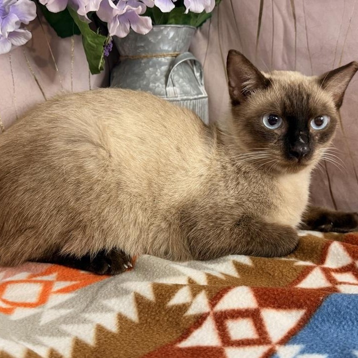 Enlarge Papa, a Adoptable Siamese in Hagerstown, MD image 3/3