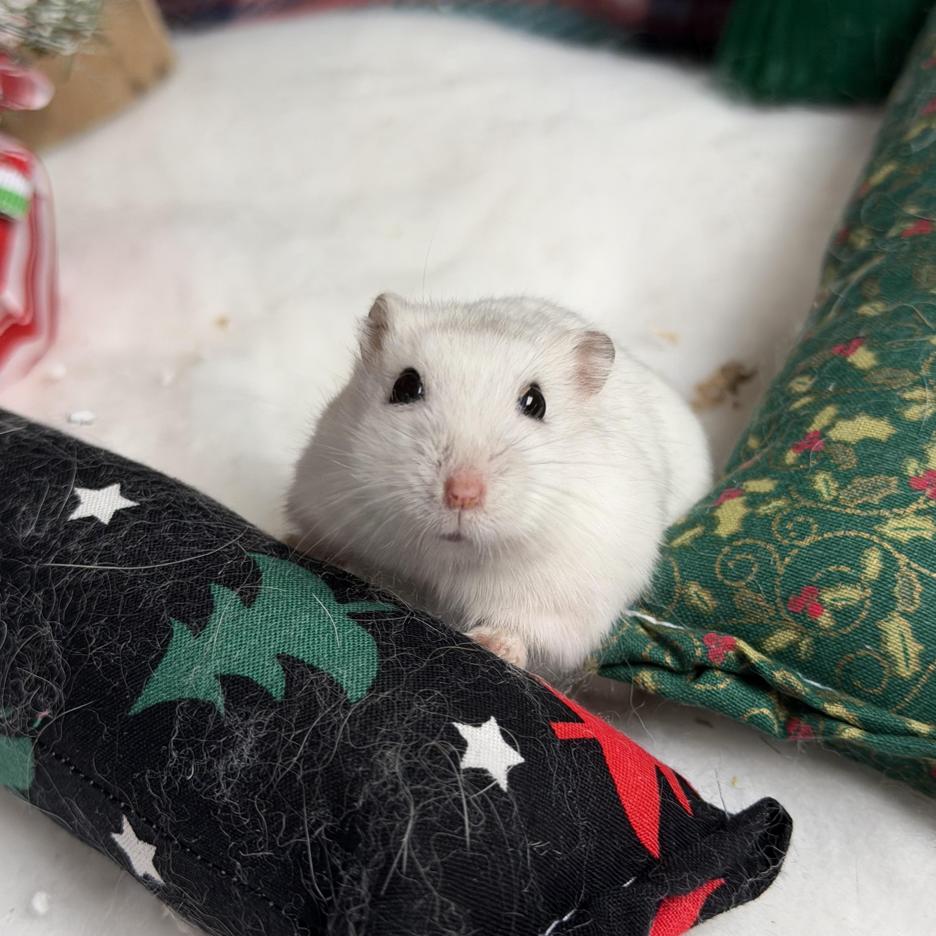 Toggle: video!, a Adoptable Dwarf Hamster in Edinburg, PA image 5/6