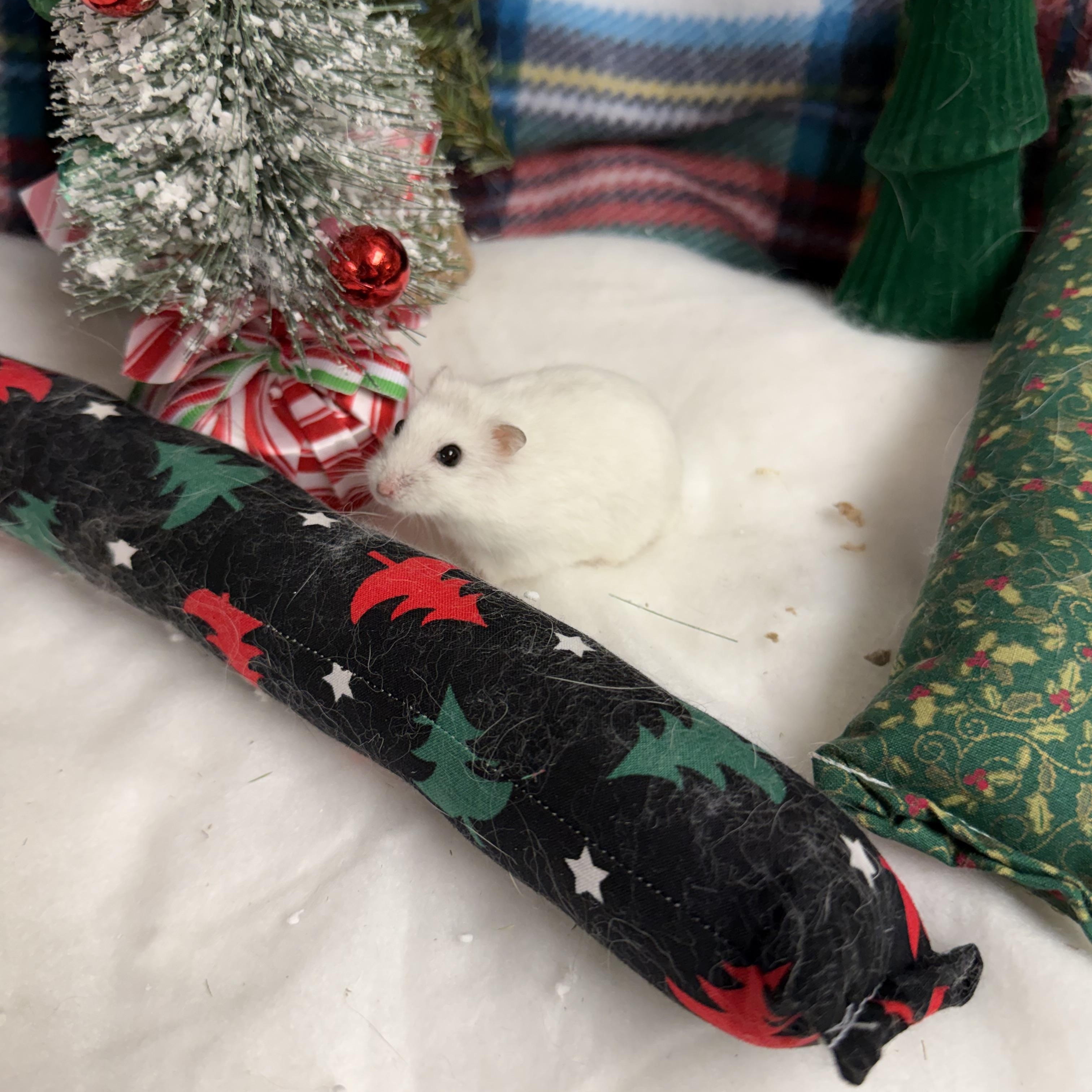 Toggle: video!, a Adoptable Dwarf Hamster in Edinburg, PA image 3/6