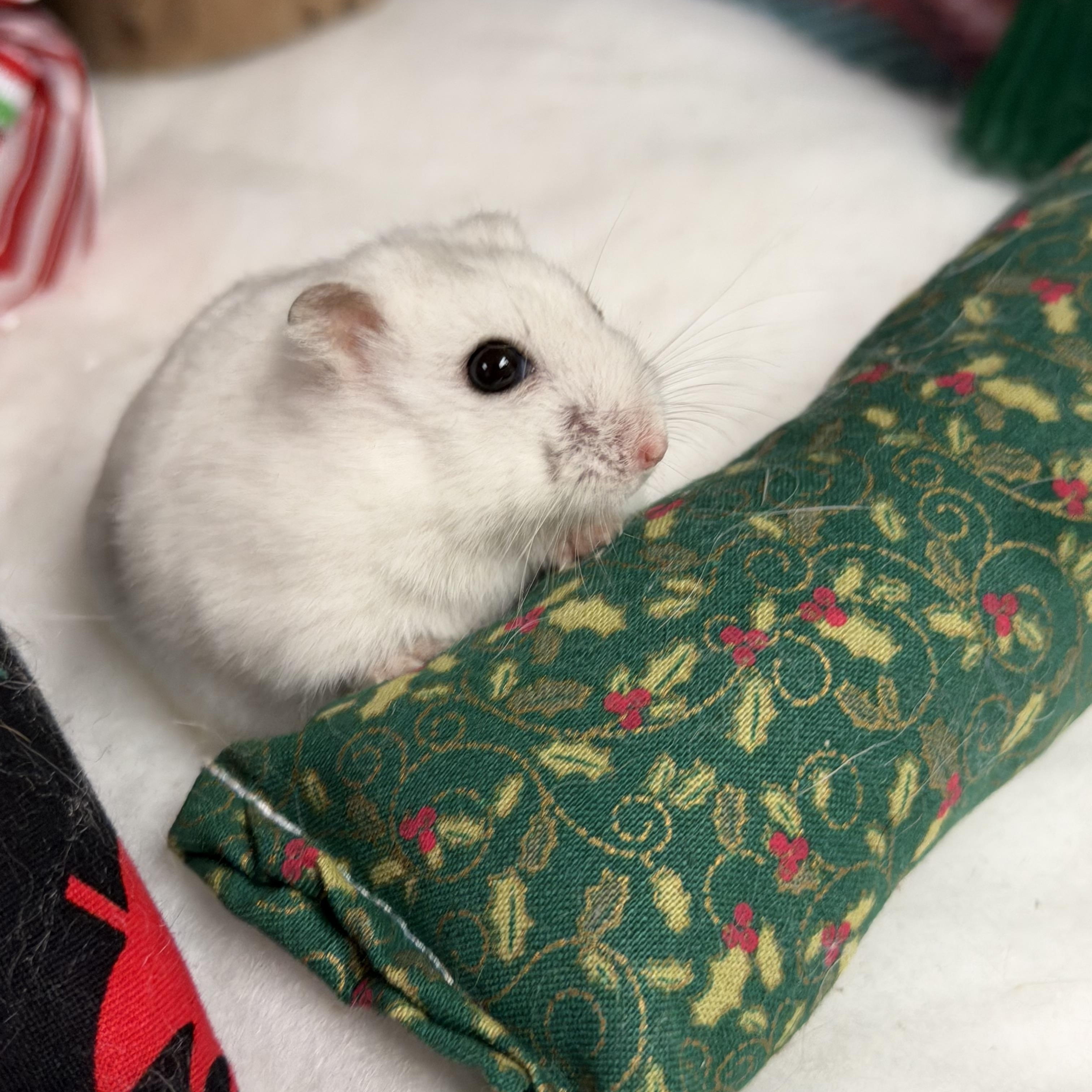 Toggle: video!, a Adoptable Dwarf Hamster in Edinburg, PA image 6/6