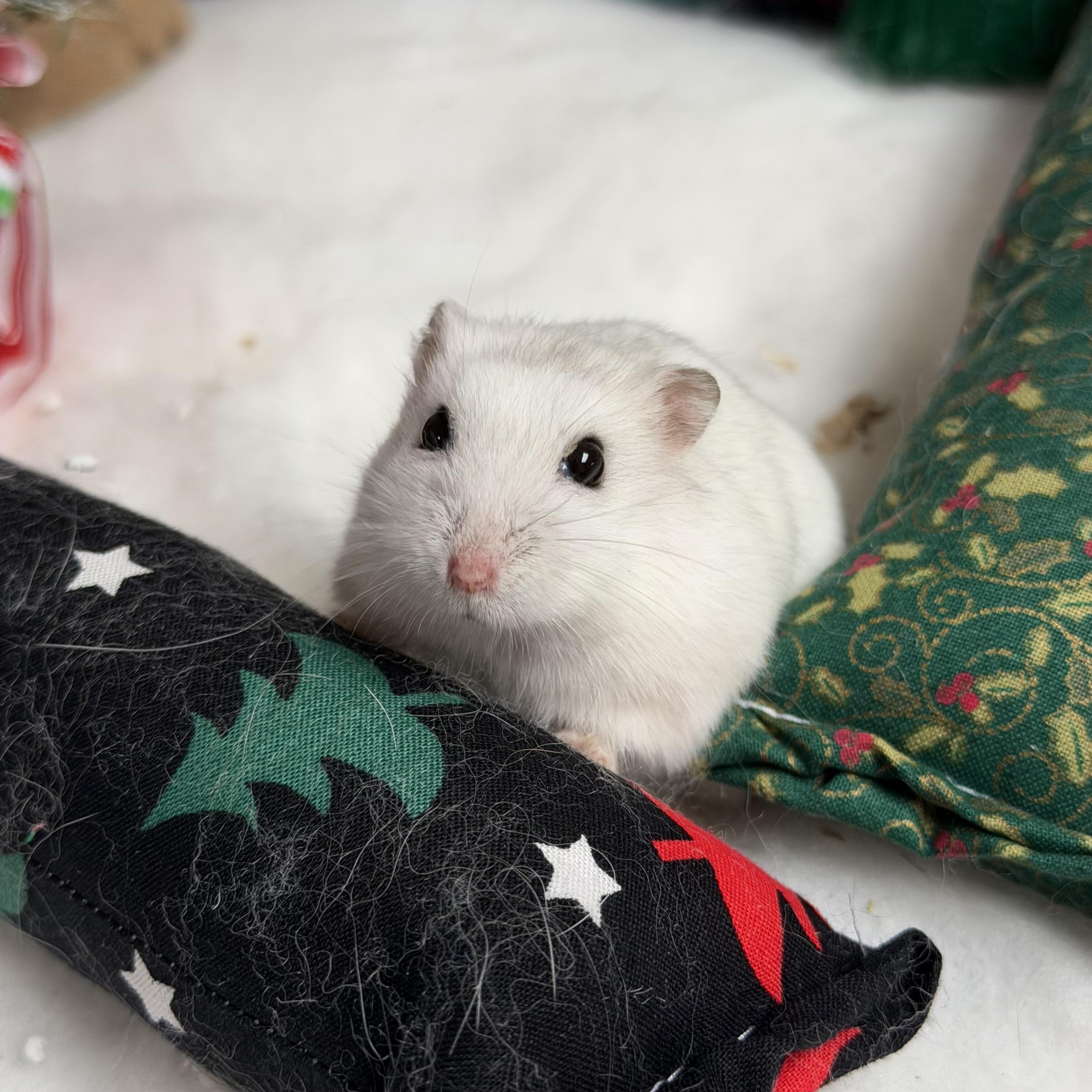 Toggle: video!, Adoptable, Young Female Dwarf Hamster.