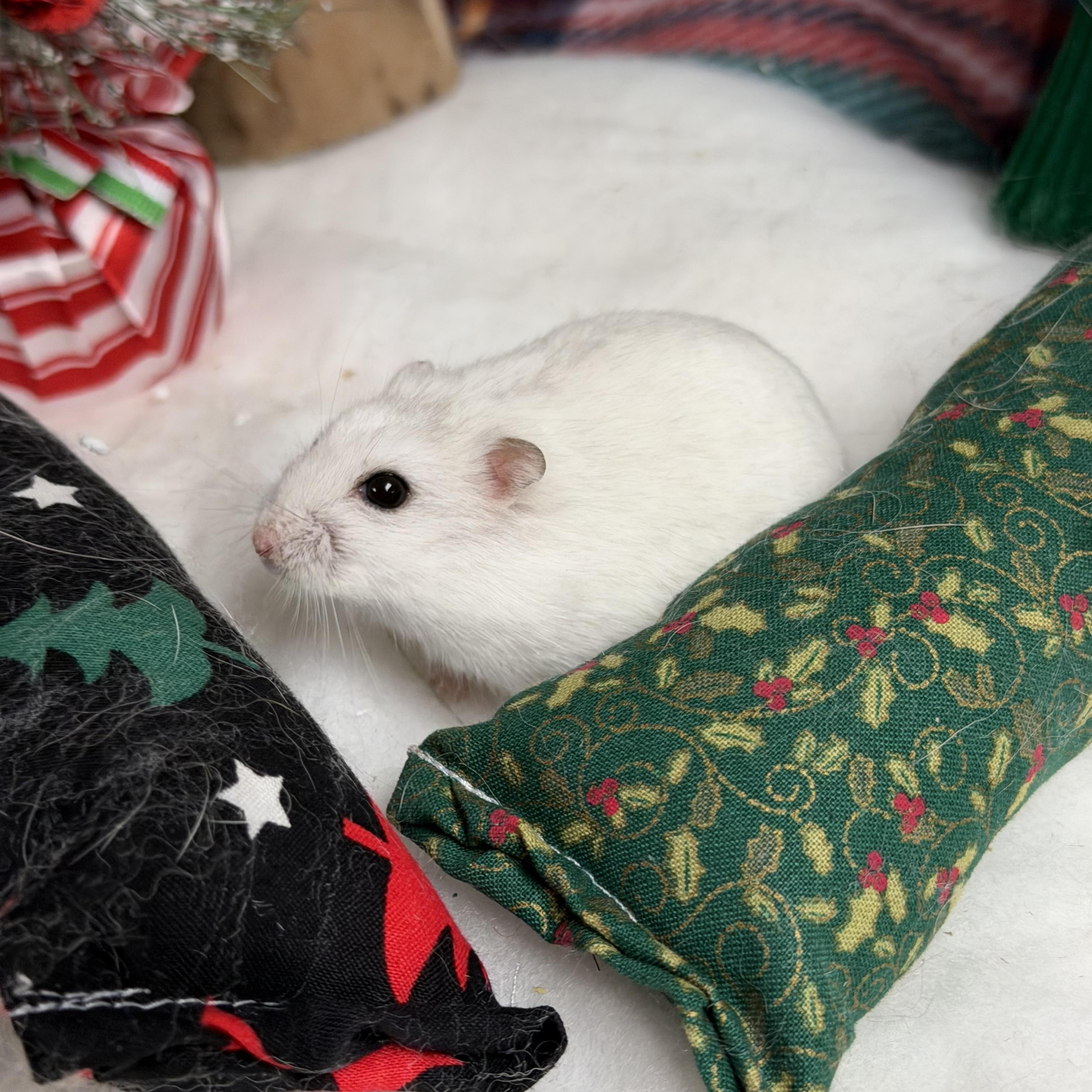 Toggle: video!, a Adoptable Dwarf Hamster in Edinburg, PA image 4/6