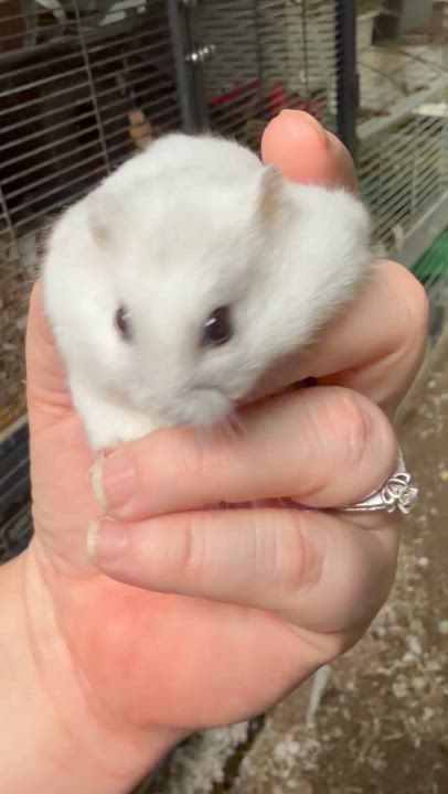 Enlarge Toggle: video!, a Adoptable Dwarf Hamster in Edinburg, PA video 2/6
