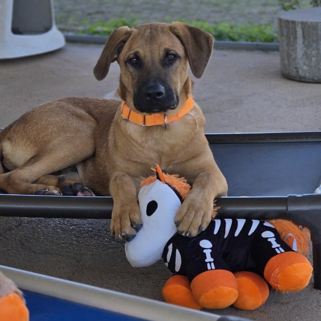 Harry, Adoptable, Puppy Male Mixed Breed.