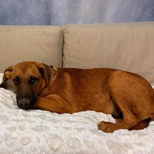 Enlarge Harry, a Adoptable Mixed Breed in Leander, TX image 4/6