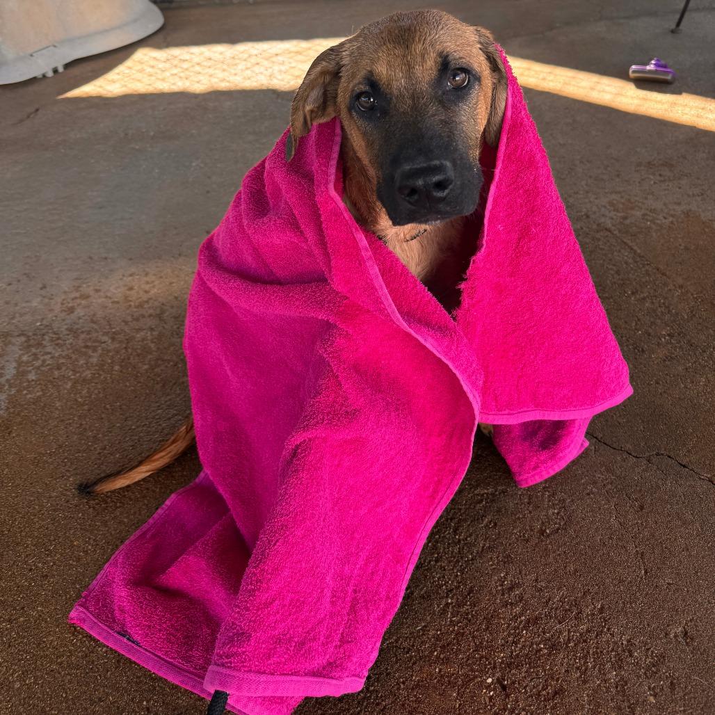 Enlarge Harry, a Adoptable Mixed Breed in Leander, TX image 6/6