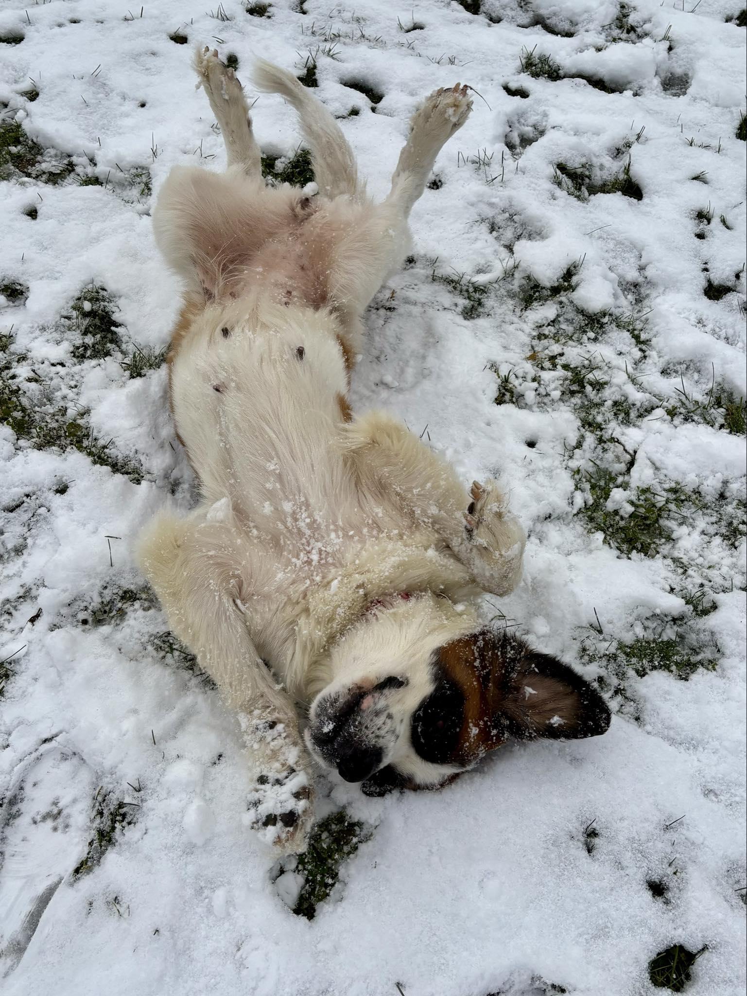 Enlarge Lainey, a Adoptable Saint Bernard in Kalamazoo, MI image 3/4
