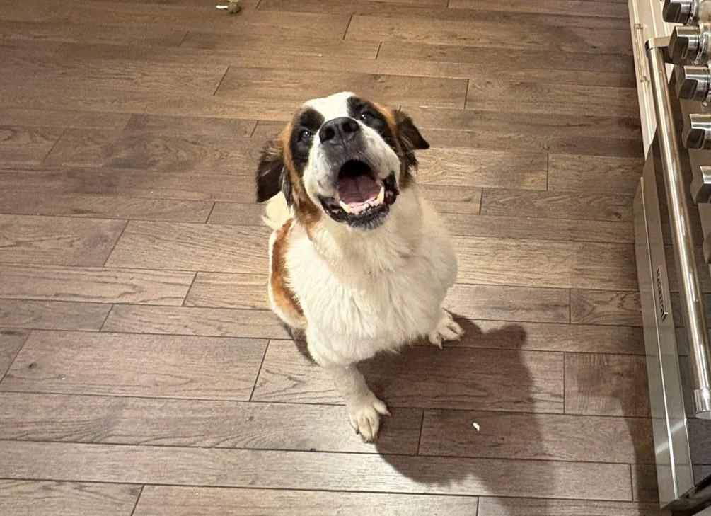 Enlarge Lainey, a Adoptable Saint Bernard in Kalamazoo, MI image 4/4