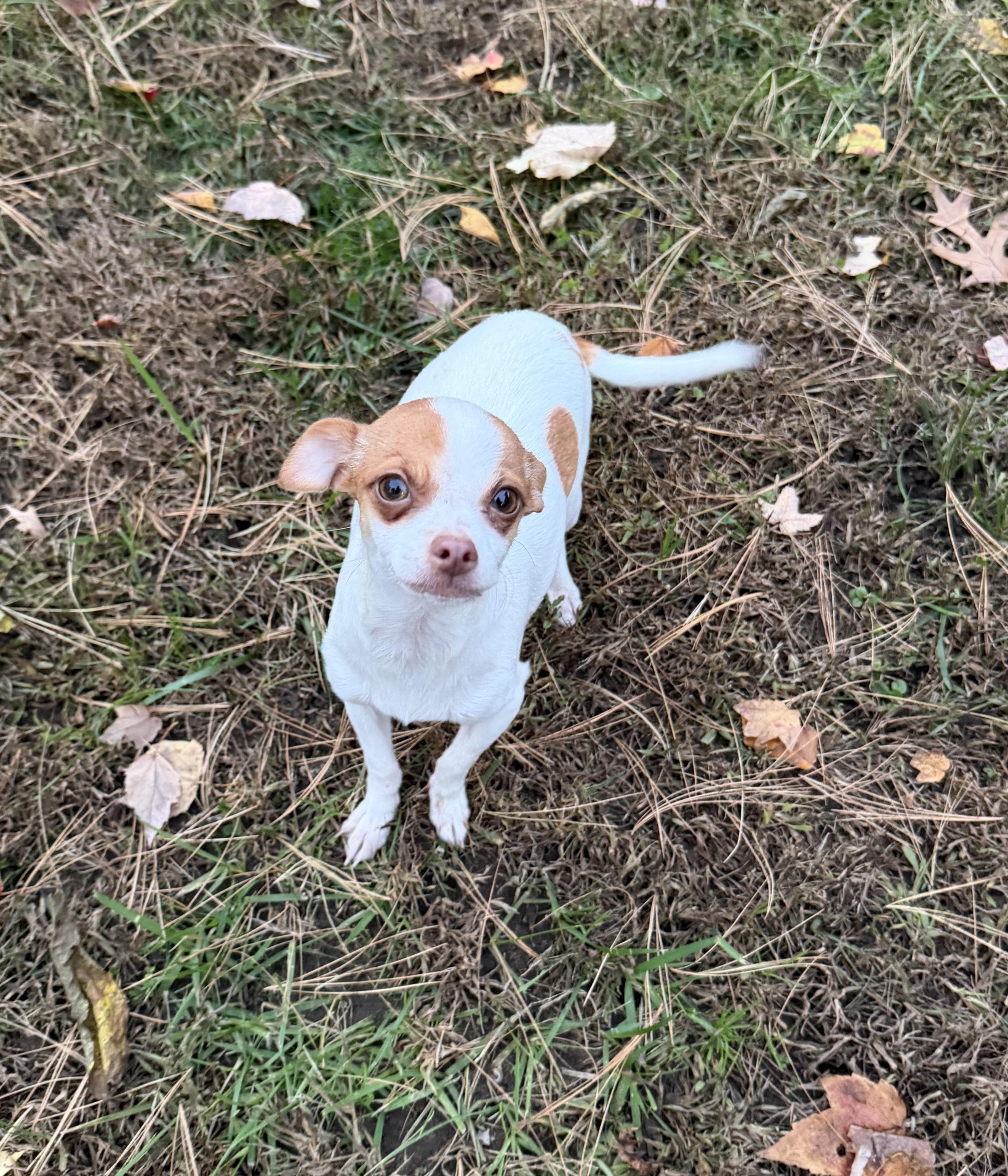 Enlarge Pinky, a Adoptable mixed breed in Pelham, NH image 3/5