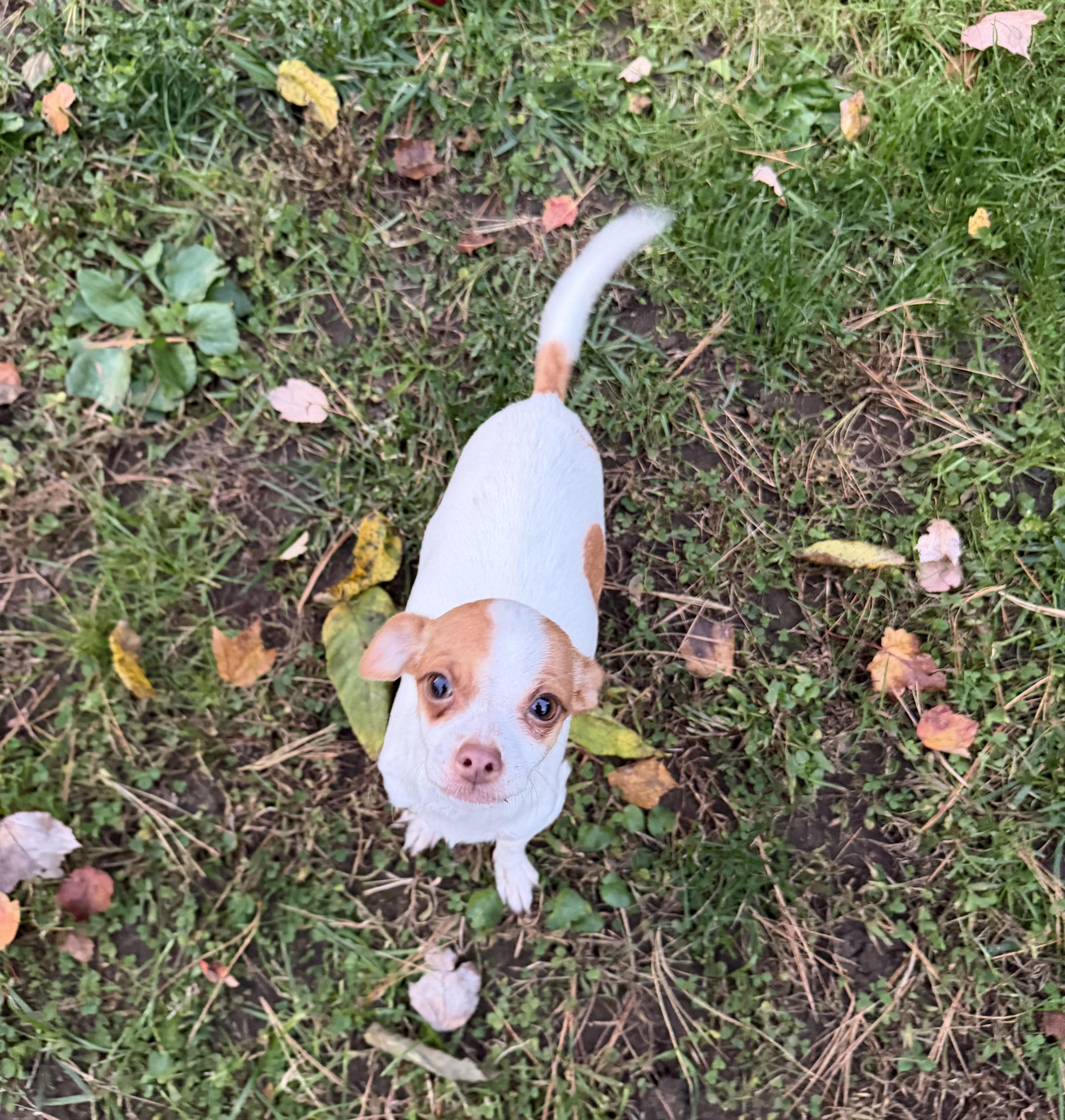 Enlarge Pinky, a Adoptable mixed breed in Pelham, NH image 2/5