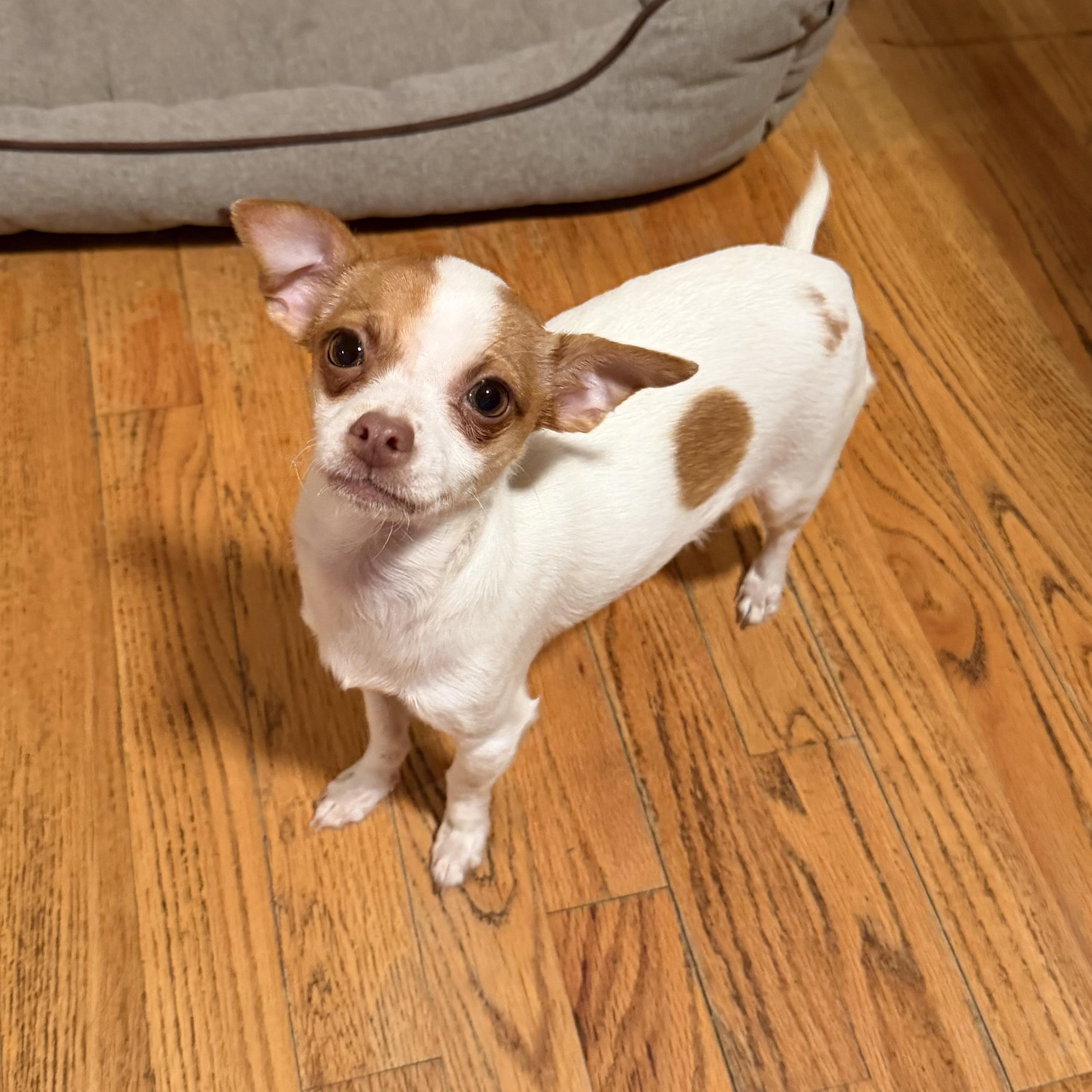 Enlarge Pinky, a Adoptable mixed breed in Pelham, NH image 1/5