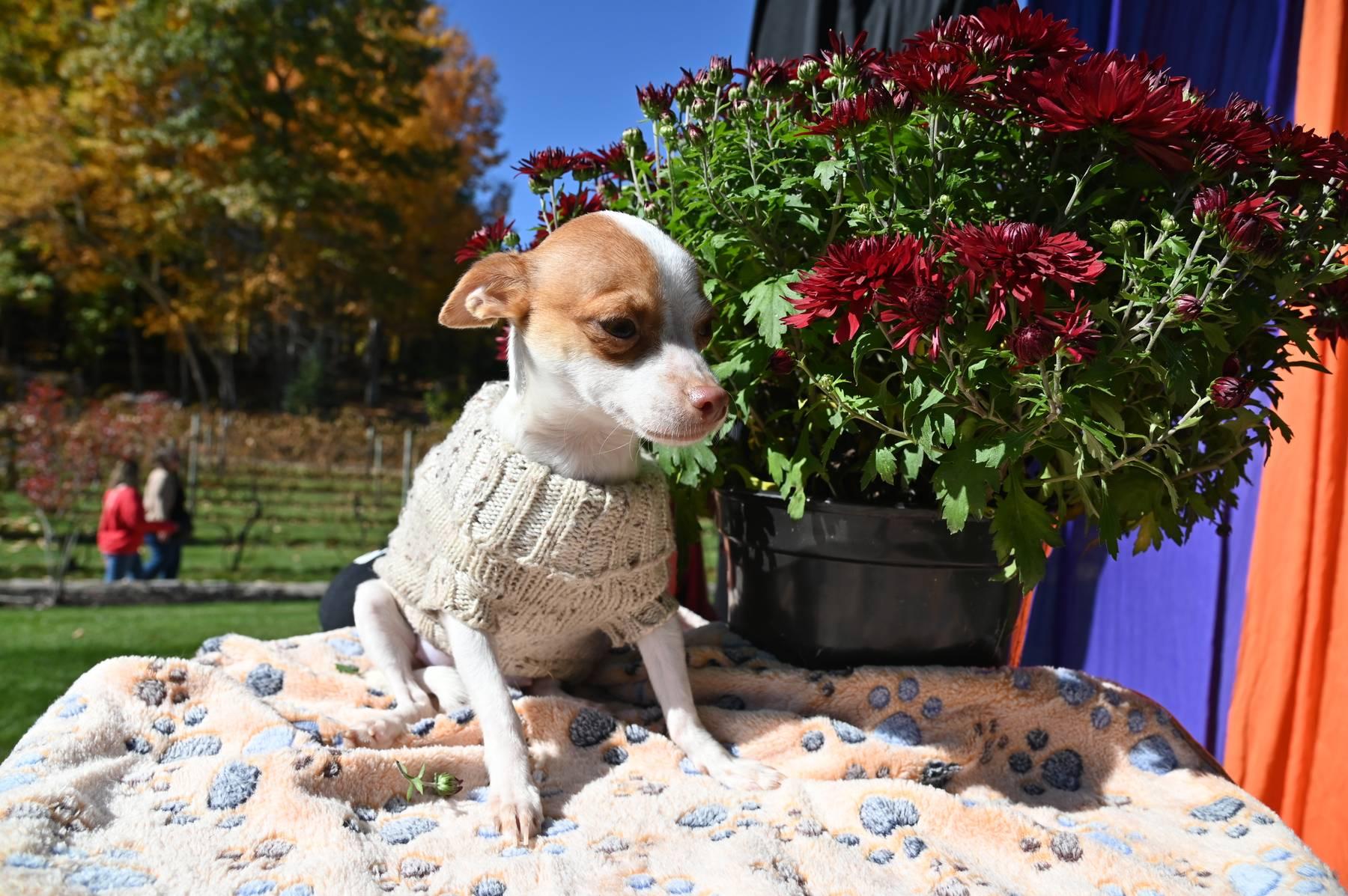 Enlarge Pinky, a Adoptable mixed breed in Pelham, NH image 4/5