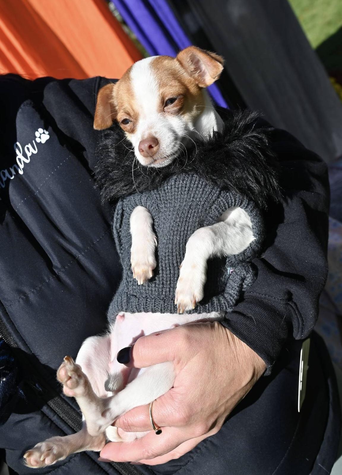 Enlarge Pinky, a Adoptable mixed breed in Pelham, NH image 5/5