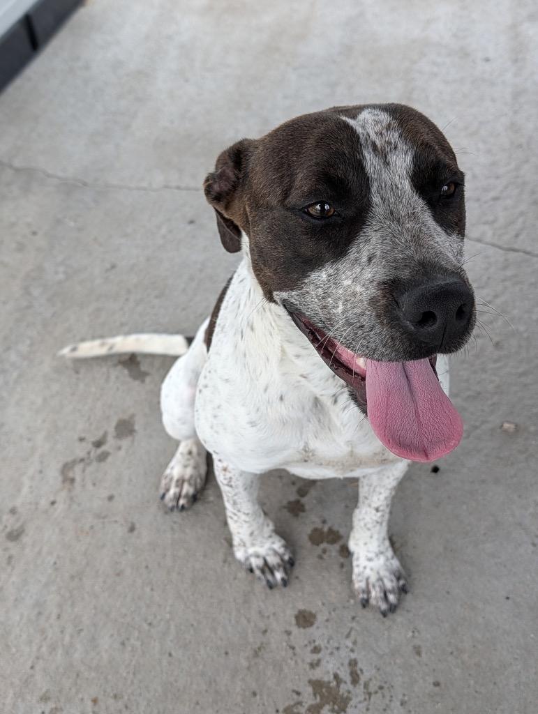 Whisper, Adoptable, Young Female Mixed Breed.