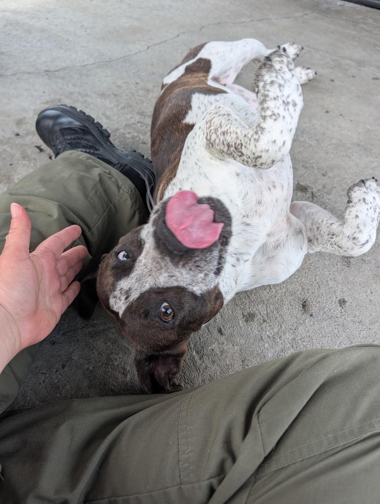 Enlarge Whisper, a Adoptable mixed breed in Shelbyville, TN image 2/3