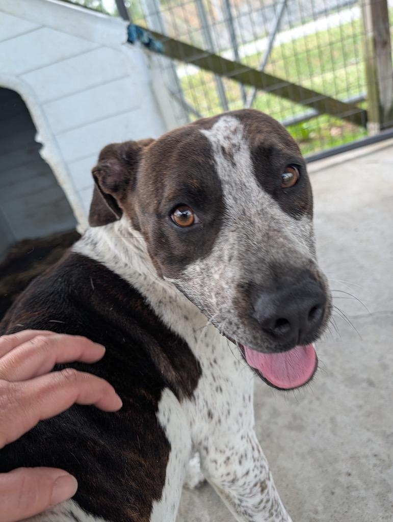 Enlarge Whisper, a Adoptable mixed breed in Shelbyville, TN image 3/3