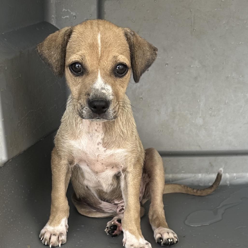 Jackson, Adoptable, Puppy Male Mixed Breed.