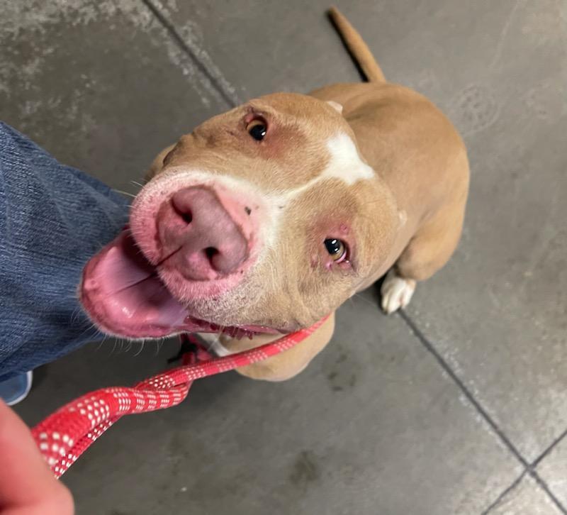 Enlarge Delight, a Adoptable mixed breed in Henderson, NC image 1/1