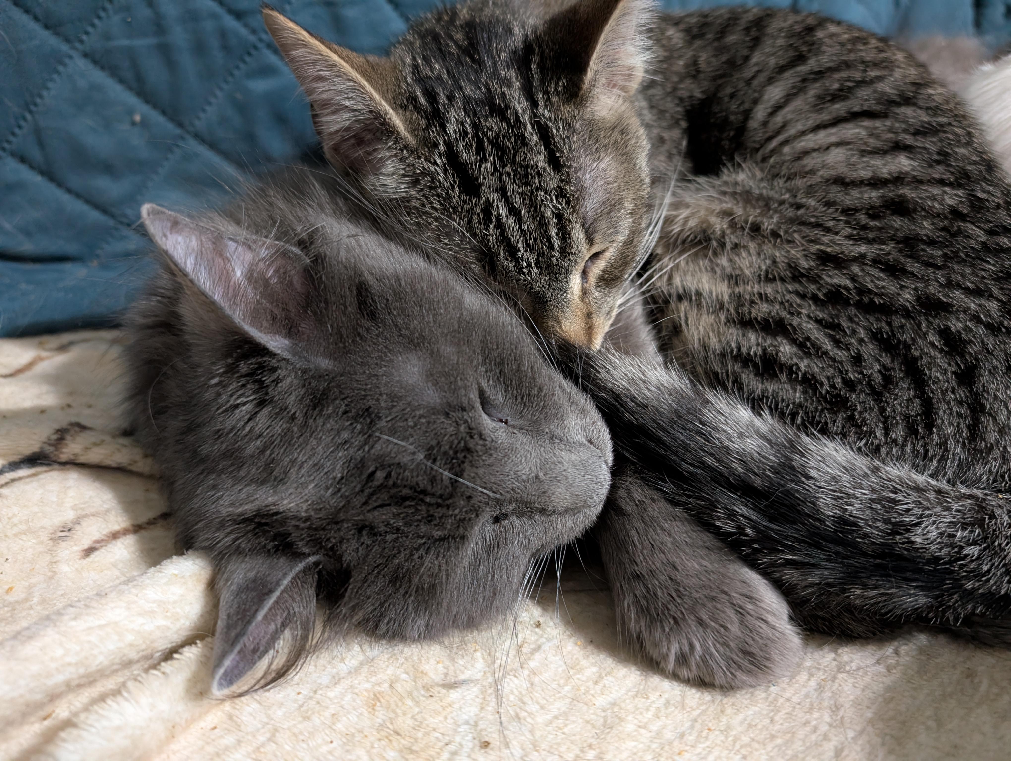 Enlarge Jane, a Adopted mixed breed in Cleburne, TX image 2/5