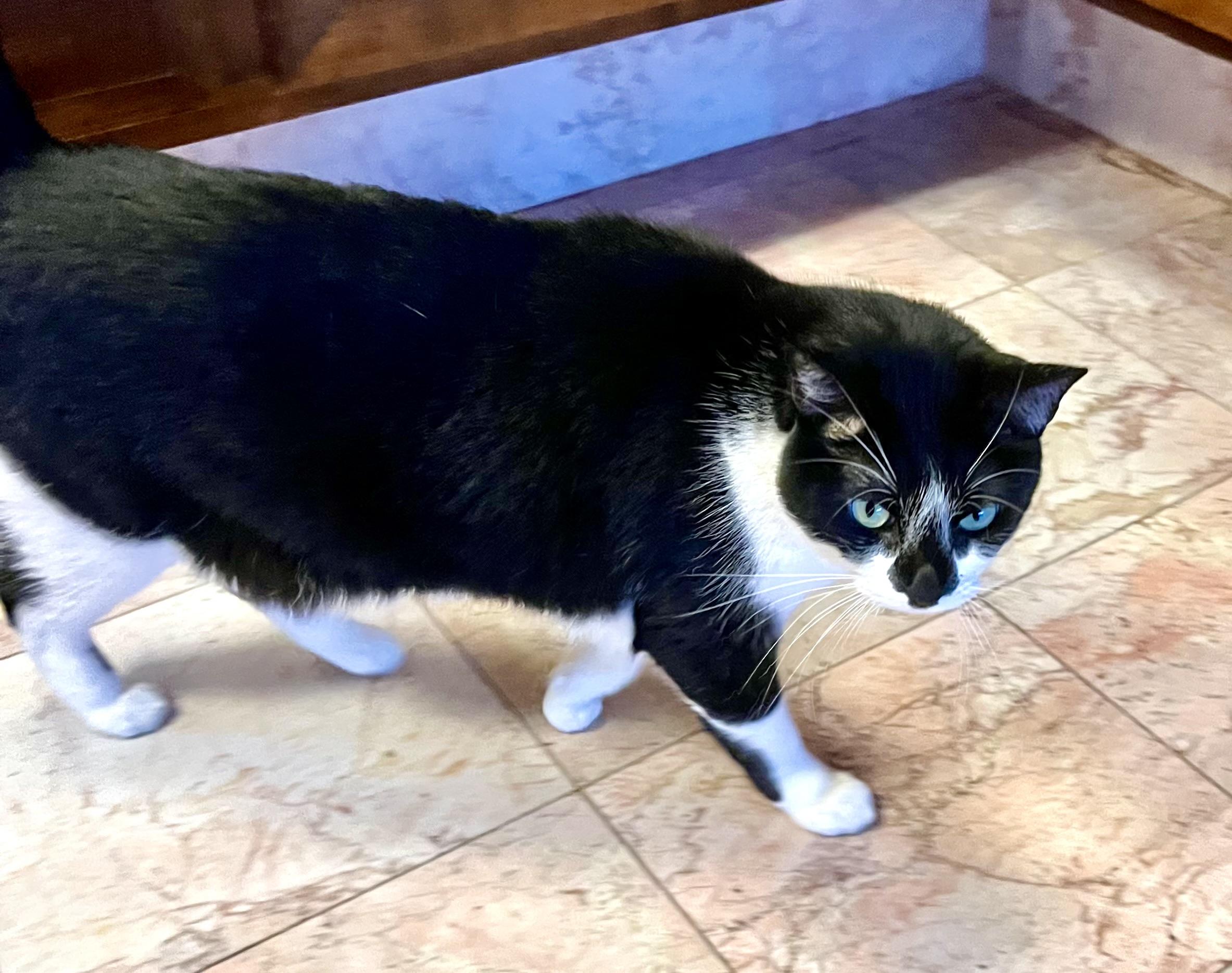 URGENT: Jax & Pebbles Need You