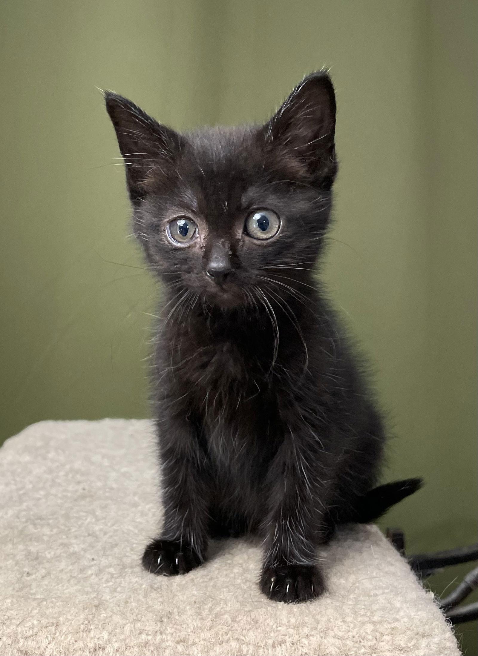 Corabeth, Adoptable, Young Female Domestic Short Hair.