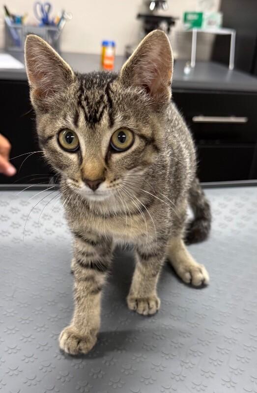 Holly, Adoptable, Young Female Domestic Short Hair.