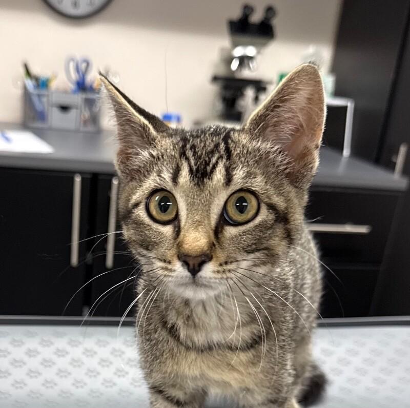 Holly, a Adoptable Domestic Short Hair in Yankton, SD image 2/2