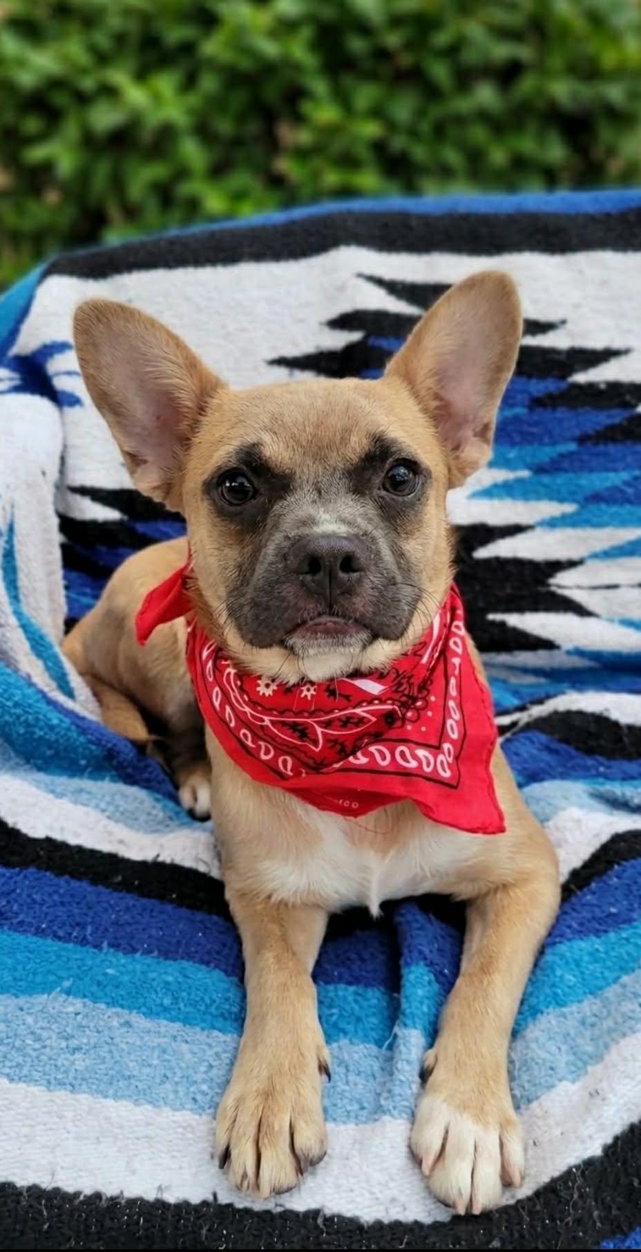 Enlarge Levi, a Adoptable mixed breed in Murrieta, CA image 2/3
