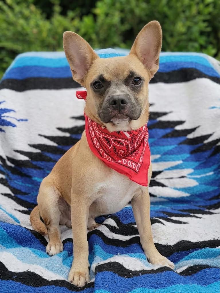 Levi, Adoptable, Puppy Male French Bulldog & Pomeranian.